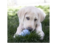 KONG Puppy -koiranlelu, M-koko